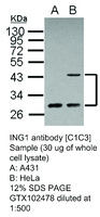 Anti-PSMD10 Rabbit Polyclonal Antibody