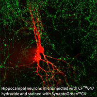 Fluorescent Nerve Terminal Probes and Staining Kits, Biotium