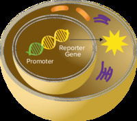 The SpectraMax® Glo Steady-Luc™ Reporter Assay Kit, Molecular Devices