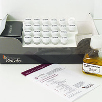 NEB® PCR Cloning Kit, New England Biolabs