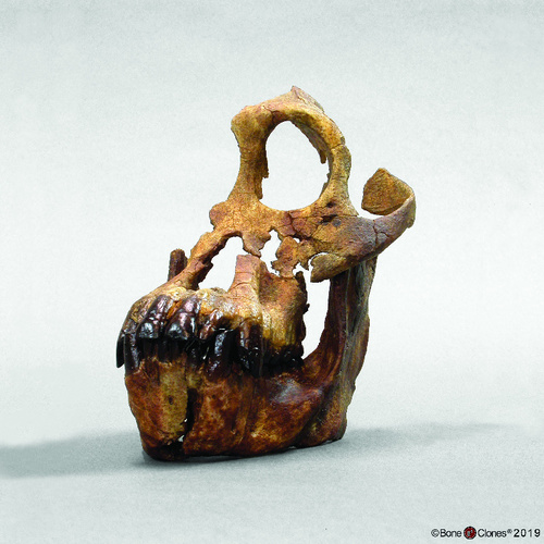 Model Sivapithecus Indicus Skull