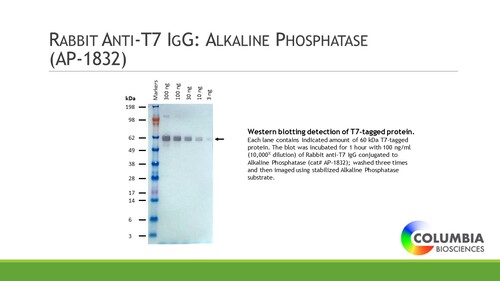 Rabbit anti-T7 IgG conjugated to Alkaline Phosphatase, 100ug