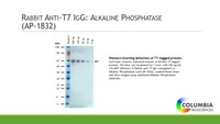 Anti-MASMTGGQQMG Rabbit Polyclonal Antibody (AP (Alkaline Phosphatase))