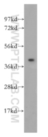 Anti-POFUT1 Rabbit Polyclonal Antibody