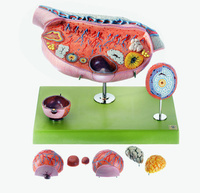 Somso® Model of the Ovary
