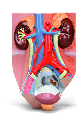 Model Urinary System Male-3/4 Life Size