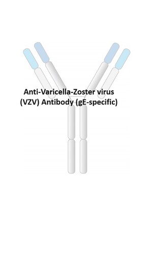 Anti-Varicella-Zoster virus (VZV) (gE-specific) Antibody [clone: RV37]