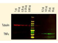 Anti-DYKDDDDK Mouse Monoclonal Antibody (DyLight® 800) [clone: 29E4.G7]
