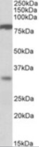 CLCA1 Antibody