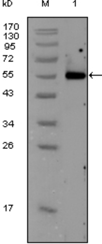 Calreticulin Antibody [1G6A7]