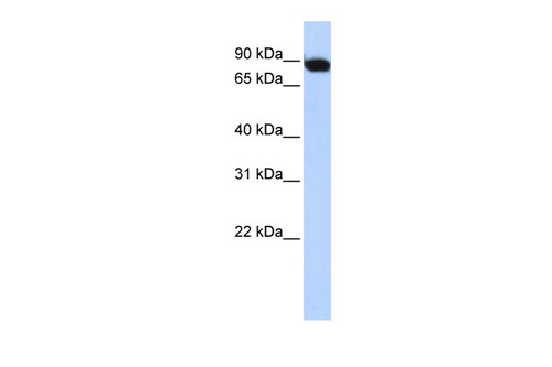 CREBL1 Antibody