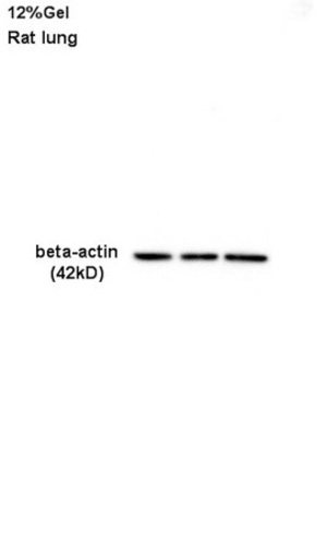 BETA-ACTIN Antibody