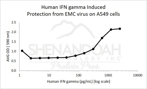Human Recombinant IFNg (from <i>E. coli</i>)