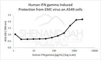 Human Recombinant IFNg (from E. coli)
