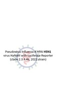 Lentivirus Pseudotyped Influenza A HPAI H5N1 virus HaNaM with Luciferase Reporter (clade 2.3.4.4b, 2022 strain)