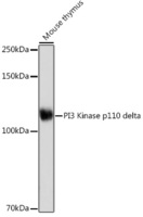 Anti-PI 3 Kinase p110 delta Rabbit Monoclonal Antibody [clone: ARC2268]