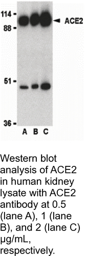 Antibody ACE2 0.1MG