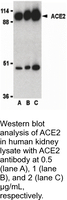Anti-ACE2 Rabbit Polyclonal Antibody