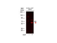 Anti-AKT1 Mouse Monoclonal Antibody (DyLight® 649) [clone: 17F6.B11]