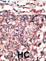 Anti-SCDGFB Rabbit Polyclonal Antibody