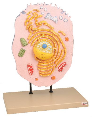 Model Animal Cell