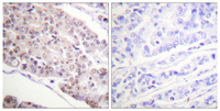 Anti-Histone H4R78me1 Rabbit Polyclonal Antibody