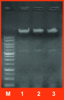 gYEAST Mini Genomic DNA Reagent Kits, IBI Scientific