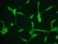 Tempo iDopaNer™ Human iPSC derived Dopaminergic Neurons