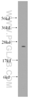 Anti-Connexin-26 Rabbit Polyclonal Antibody