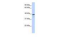 Anti-TRIM27 Rabbit Polyclonal Antibody
