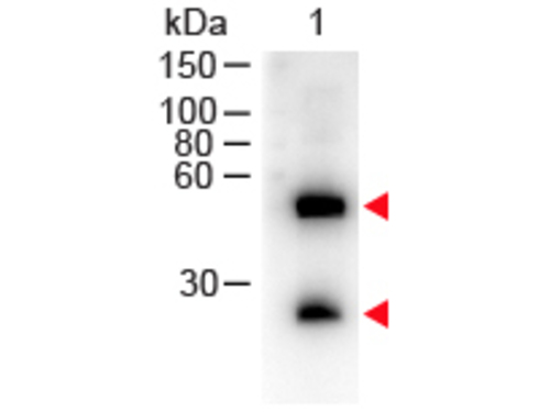 Peroxidase Conjugated Affinity Purified anti-Mouse IgG [H&L] [Donkey]