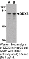 Anti-DDX3 Rabbit Polyclonal Antibody