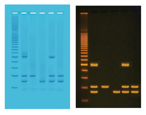PCR IDENTIFICATION FOOD GMO