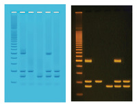 PCR Based Identification of Foodstuffs for Genetically Modified Organisms