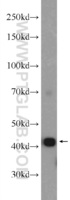 Anti-1A4 Rabbit Polyclonal Antibody