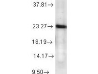 Anti-PTGES3 Mouse Monoclonal Antibody [clone: JJ6]