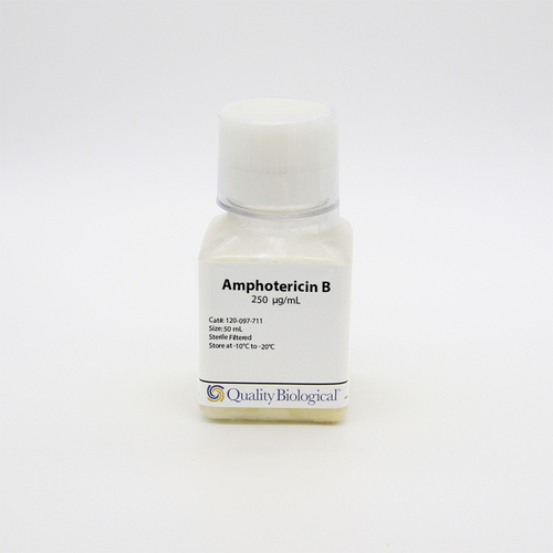 Amphotericin B 250 µg/mL, sterile filtered