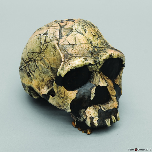 Model H. Ergaster Knm-Er 3733 Cranium