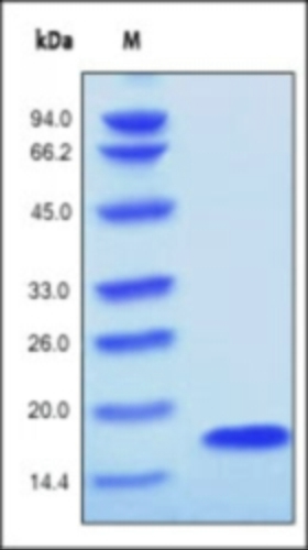 FGF1 Recombinant Protein