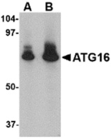 Anti-ATG16L1 Rabbit Polyclonal Antibody