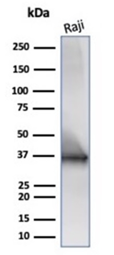 ANTIBODY ANTI-CD20 IGEL6850R 100UG