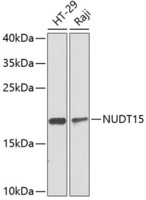 Anti-NUDT15 Rabbit Polyclonal Antibody