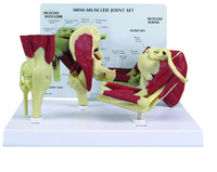 GPI Anatomicals® Mini Joint Set Model, Muscled
