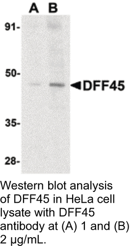 Antibody DFF45 0.1MG