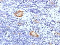 Anti-Von Willebrand Factor Rabbit Recombinant Antibody [clone: VWF/1859R]