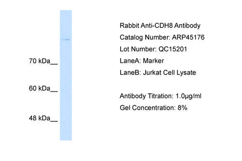 CDH8 Antibody