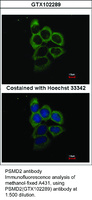 Anti-PSMD2 Rabbit Polyclonal Antibody