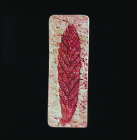 Charnia masoni (Precambrian)