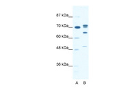 Anti-DDX21 Rabbit Polyclonal Antibody