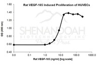 Rat Recombinant VEGF-165 (from E. coli)